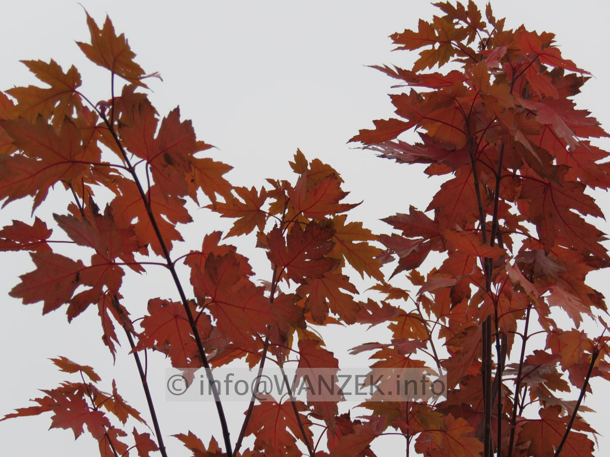 Acer rubrum Jeffersred Herbst 2015-10-29 002.JPG